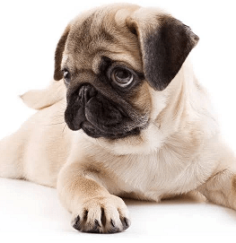 rules on keeping stray and pet dogs