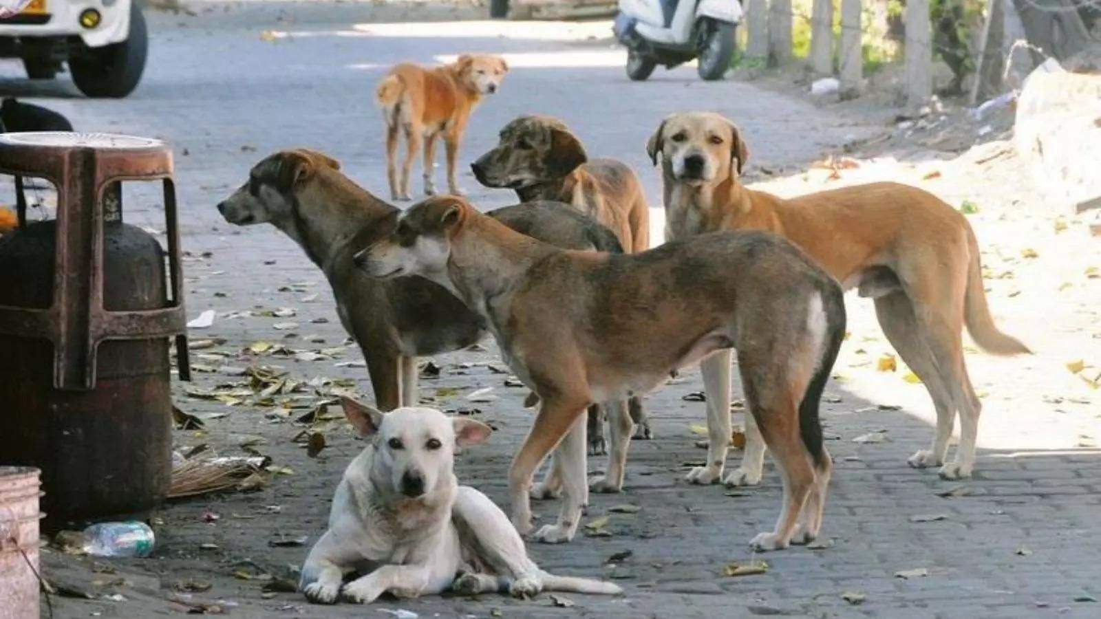 Government's big decision regarding stray dogs, compensation of Rs 5 lakh will be given in case of death due to dog bite