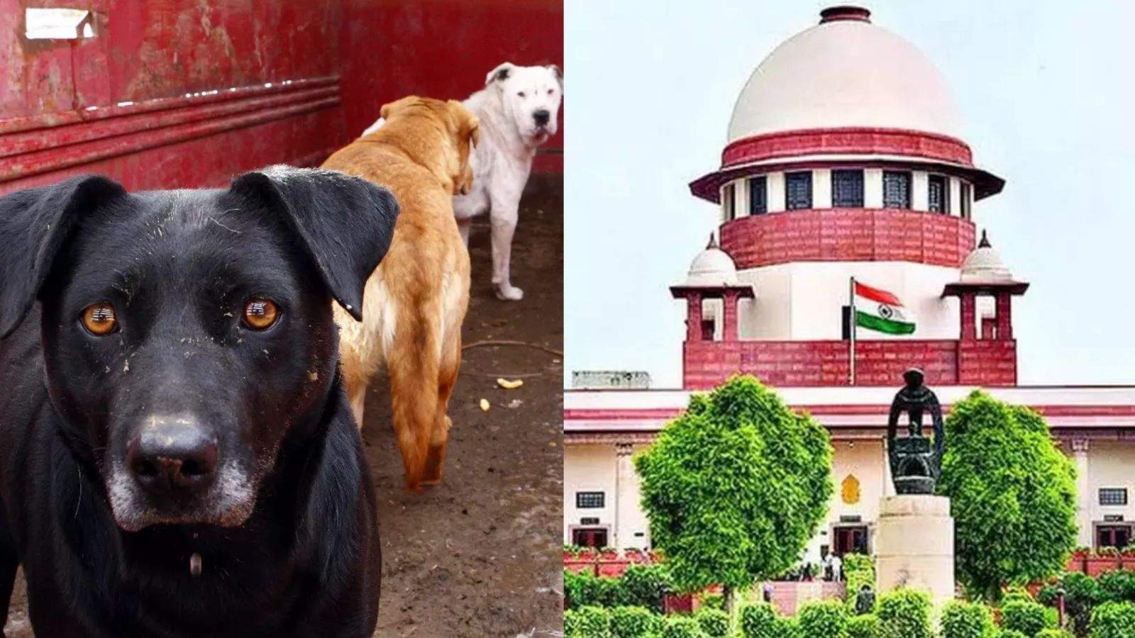 Supreme Court strict on stray dogs, orders NHAI to remove stray animals from roads and highways