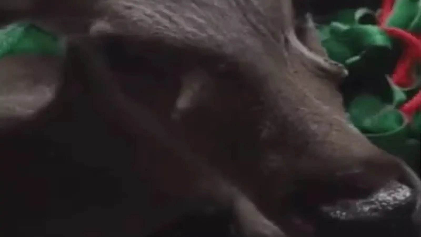 Sambar enters residential area of ​​Jalandhar, creates chaos among people