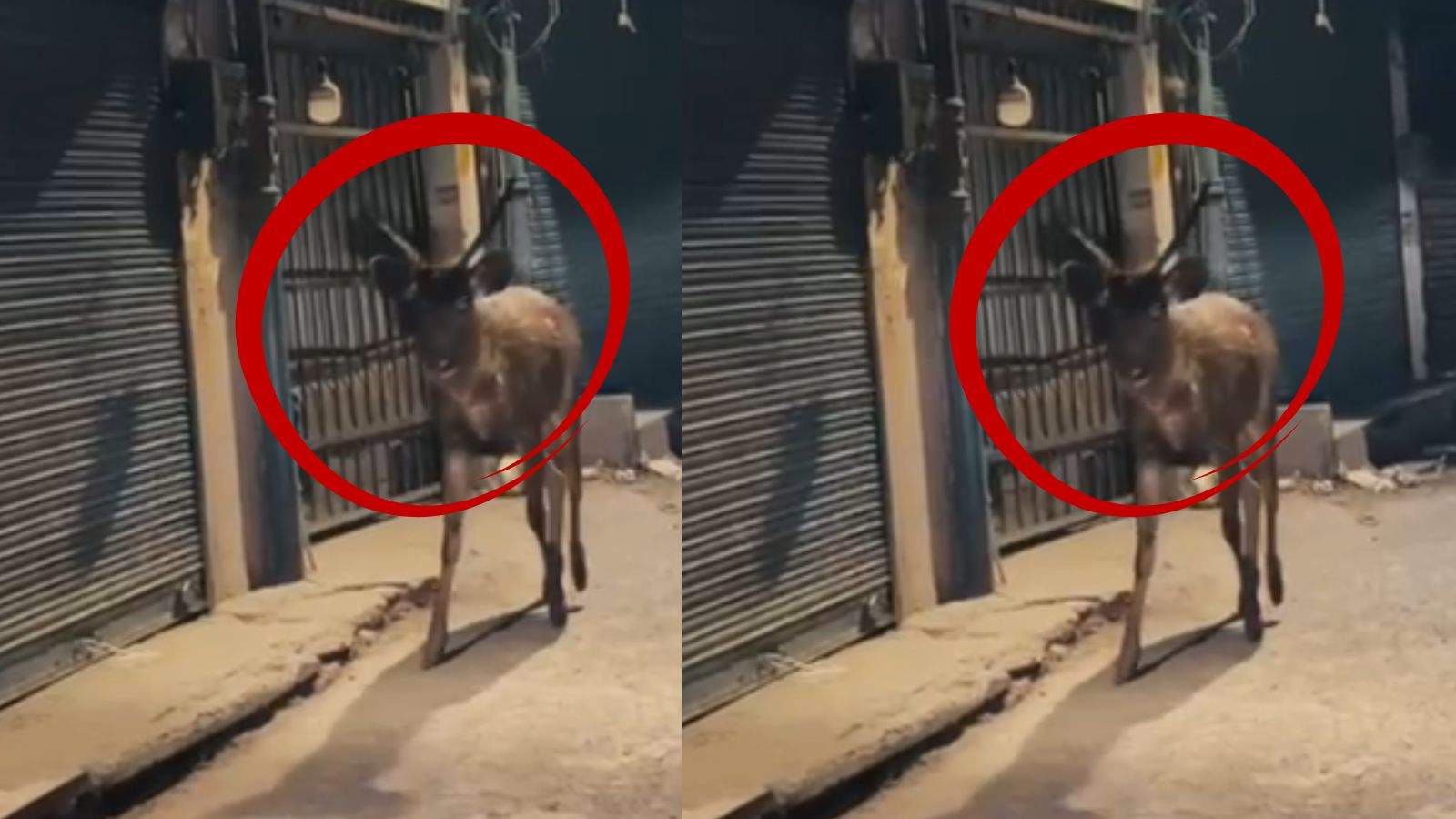 Jalandhar Alert: Wild Animal Spotted In Market Amid Weather Change