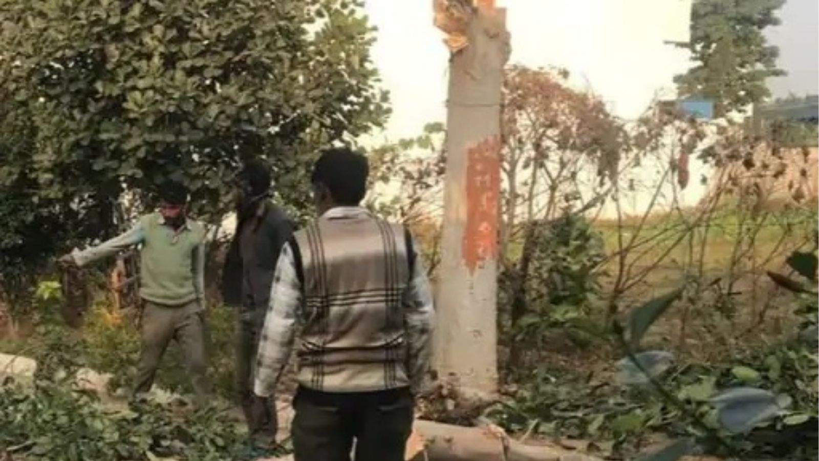 'Heritage' trees cut down overnight in Jalandhar